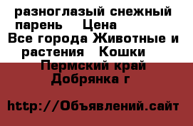 разноглазый снежный парень. › Цена ­ 10 000 - Все города Животные и растения » Кошки   . Пермский край,Добрянка г.